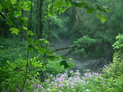 landscape at Temenos Interfaith Retreat Center