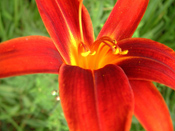 Temenos Red Lily